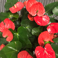 最适合家庭养殖的绿植花卉排行榜？客厅放什么花最好最合适？