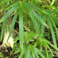 凤尾竹怎么样才能更旺盛一些呢？养殖方法和浇水时间是多少？