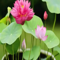 碗莲的种植方法水培要换水吗？需要什么营养？