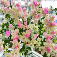 如何种植多种颜色的三角梅呢?种植方法和时间是什么?