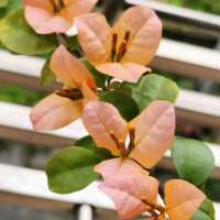 三角梅几月份修剪最好开花呢？栽培技术与管理方法是什么？