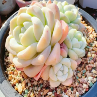 阳台全玻璃怎么养多肉？适合封闭阳台养的多肉品种？