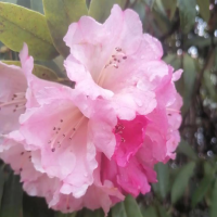 刚买回来的杜鹃花怎么养才能开花呢？如何浇水和养殖？