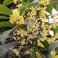 四季桂花怎么养才能更旺盛？冬天浇水用浇透吗为什么呢？
