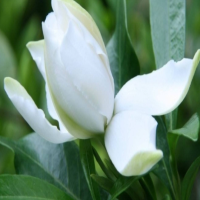 栀子花上什么肥料可以促开花呢？不开花怎么办呢？