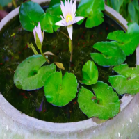 室内最好养的水培植物是哪个品种？哪种好养活一点？