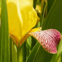 室内常年开花又好养的花?最适合家庭养殖的绿植?