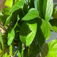 一颗绿萝怎么种植才能变多？怎样扦插生根快？