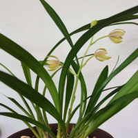 兰花一个月浇2次水行吗？怎么看该不该浇水呢？