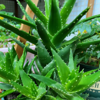 芦荟栽培方法和注意事项有哪些呢？容易成活吗？