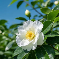 茶花光杆了多久可以重新长叶?叶子掉光了还能活吗?