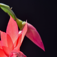 蟹爪兰怎么养才能开花不断?花骨朵干瘪脱落怎么补救?