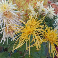 菊花种子催芽最佳方法是什么呢？小苗什么时候种植最好？