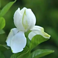 栀子花如何养成老桩盆景？老桩修剪方法？