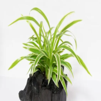 冬天吊兰侧芽需要剪掉吗？可以全部剪了吗？