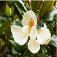 郁金香种球不挖第二年能开吗？花谢后怎样留种？
