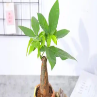 金钱树换盆把根须剪掉可以吗?烂根的情况下怎么怎样换盆?