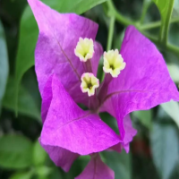 三角梅扦插几天能看出来活不活？多久可以移栽种植呢？