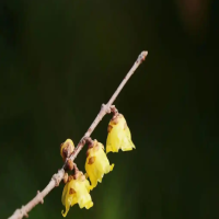 你知道腊梅花的花语是什么吗?代表什么象征意义呢?