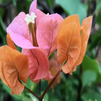 刚栽种的兰花什么时候浇水最好呢?施肥什么时季节正好最好?