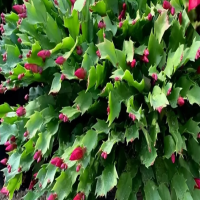 蟹爪兰如何修剪才会开花呢？有花苞了怎么养才能开花多呢？