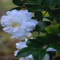 茶花移栽最忌三个原因是什么呢？怎么移栽到花盆底部呢？