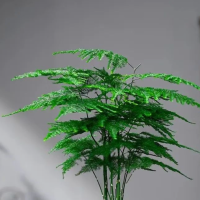 文竹用什么肥料能让它长得壮？用尿素好还是复合肥好？