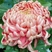 菊花适合什么土壤种植最好呢?酸性土壤还是碱性土壤好?