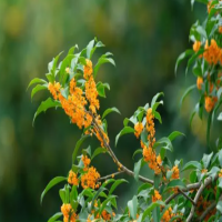 桂花叶子发黄是什么原因引起的?施什么肥料最好?