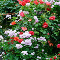 几月份修剪月季花最好？怎么修剪好看呢？