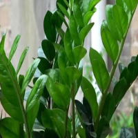 金钱树的新芽长得很慢怎么回事？什么季节发新芽最好养活？