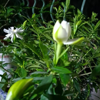 如何让栀子花秋季再开一次花呢？上什么肥料可以促开花呢？
