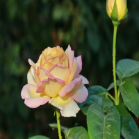 冬天可以移栽月季花吗？最忌三个地方是什么呢？