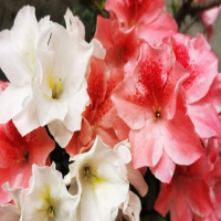 杜鹃花可以用醋水喷叶面和花骨朵吗？花骨朵干枯怎么办呢？