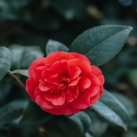 茶花5月份可以移栽吗？分栽茶树的最佳时间？