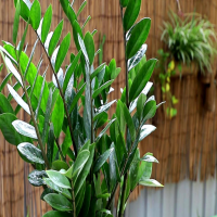 金钱树怎么才能发芽多一点呢?长新芽怎么养护好？
