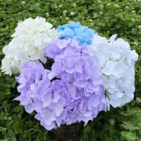 绣球花开完花怎么处理好呢？枯萎了怎么办小妙招？
