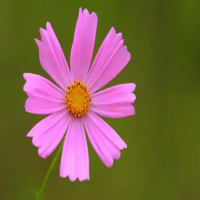 冬天冻不死的常绿植物树有哪些呢？耐寒花卉排名前十名？