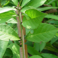 北方栽种卫矛啥季节最好呢？几月份采挖最好？