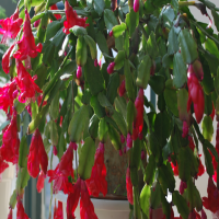 蟹爪兰什么时候换盆比较好呢？花期怎样浇水最好呢？