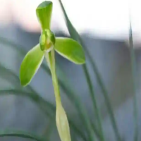 君子兰烂根严重怎么办？全没了怎么生根最快？