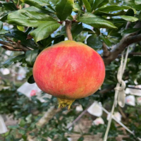 盆栽石榴适合室内种植吗？养护技巧有哪些？