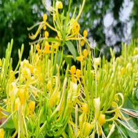 金银花种植技术与栽培管理？花苗什么品种最好养活？