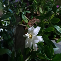 栀子花叶脉发黄是什么原因造成的呢？怎么治疗最好呢？