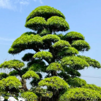 罗汉松多久修剪一次比较好呢?修剪时间在几月份最好呢?