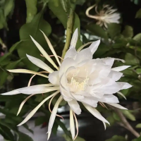昙花叶子发黄干瘪怎么解救？还能恢复原状吗？