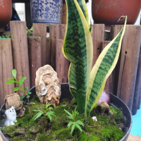 虎皮兰怎样种植最能活呢？栽培技术和养护要点是什么呢？