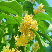 桂花树什么时候移栽成活率高些？冬天能移栽吗？