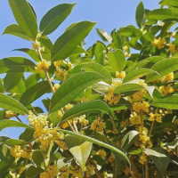 桂花树冬天可以浇水吗？冬天几天浇一次水最好呢？