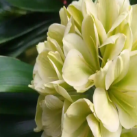 君子兰什么时间施肥有利于开花？有花苞能施肥吗？